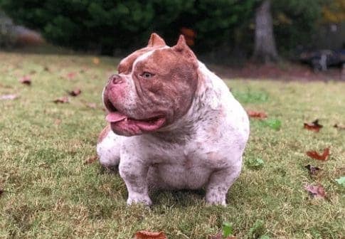 rare colored micro bully for sale in the grass at southeast bully kennels