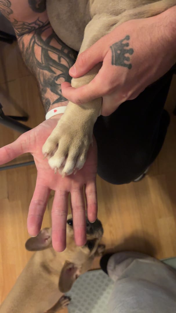 Ace the pocket bully puppy’s paw resting in Kyle’s hand, showing their gentle bond.