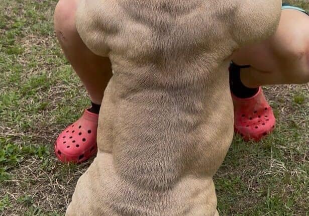A fawn micro bully named Jewel shows off her muscular back and compact, balanced frame while standing beside her teenage trainer at Southeast Bully Kennels.