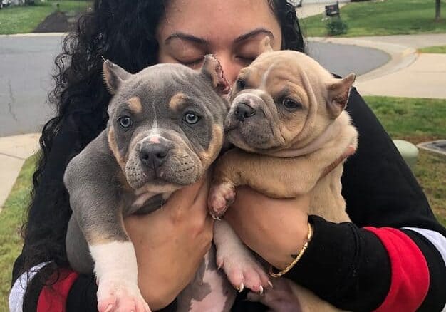 Person holding two adorable puppies close to her face.