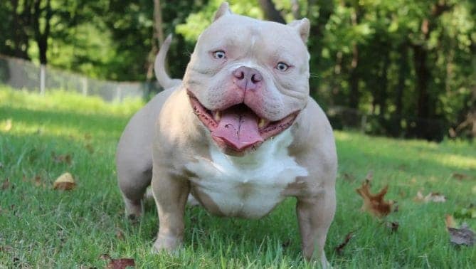 lilac red nose pocket bully stud in the yard during fall at southeast bully kennels