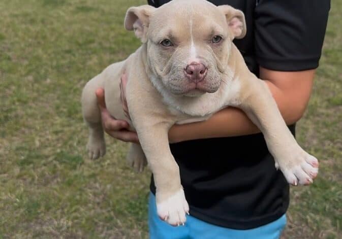 Blonde male Pocket Bully puppy named Rufus, trained by Southeast Bully Kennels, being held beside his teenage handler prior to his off‑leash training at 8 weeks old.