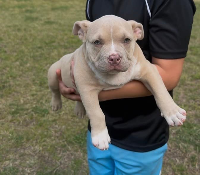 Blonde male Pocket Bully puppy named Rufus, trained by Southeast Bully Kennels, being held beside his teenage handler prior to his off‑leash training at 8 weeks old.