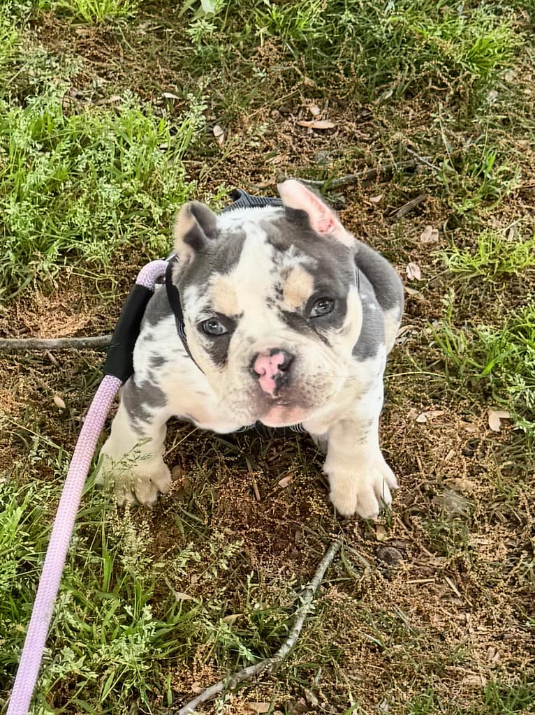 Winnie, a tri merle micro American Bully from Southeast Bully Kennels, walking confidently on a leash at her new home after completing early training and socialization.