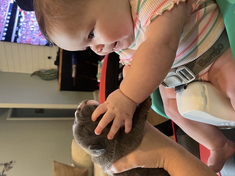 New Puppy, comprehensive guide