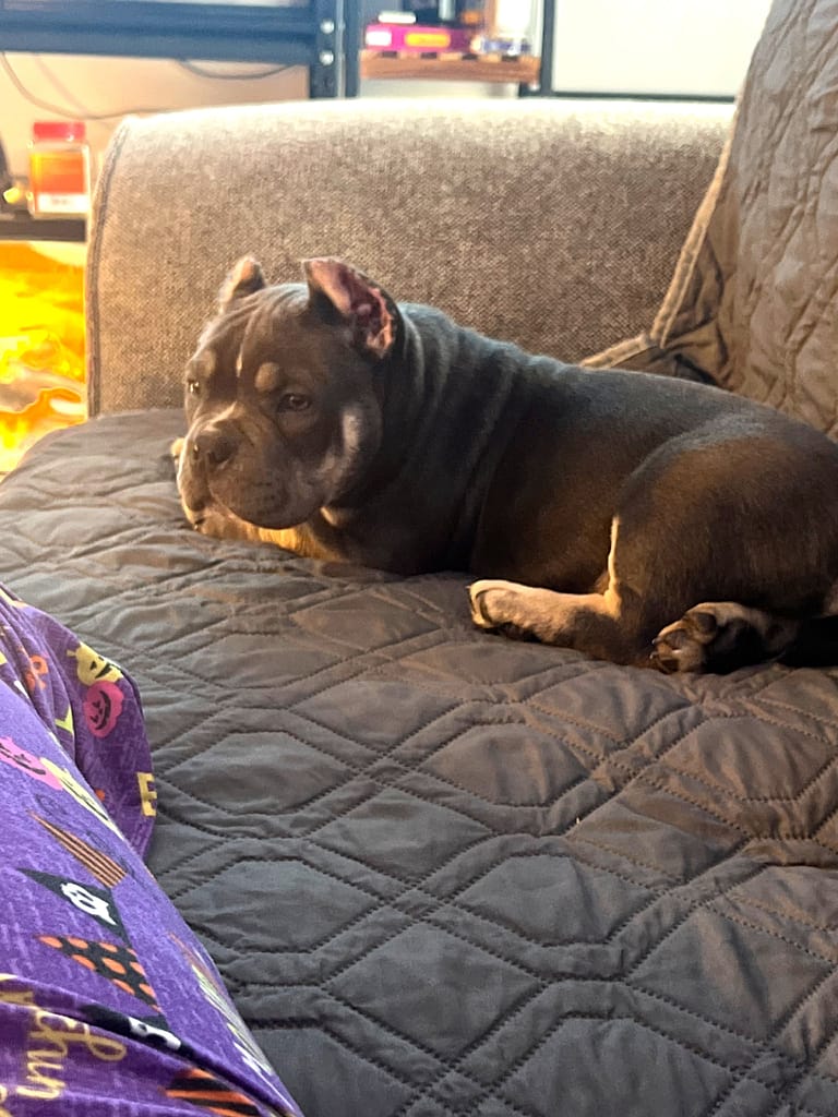pocket bully puppy on couch looking at pee pad on floor