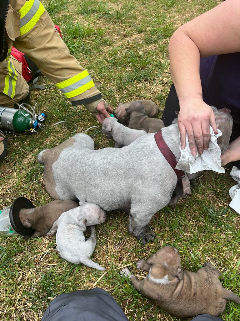 A small dog with a shaved coat lying on grass surrounded by people.