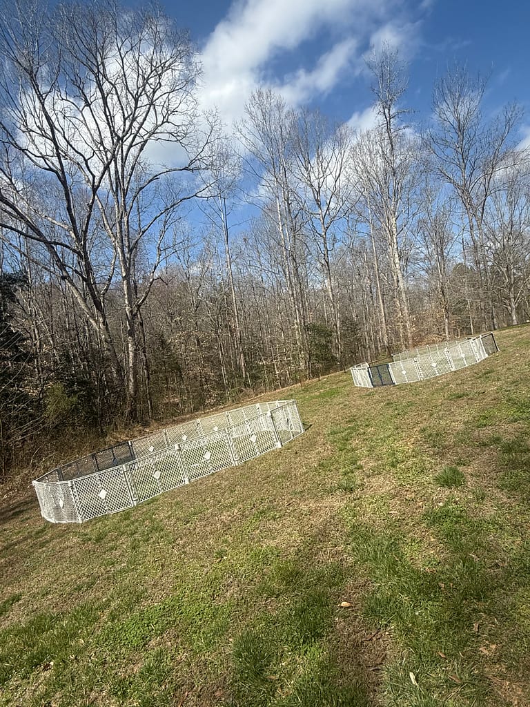 American Bully puppies training on a 45‑degree hill at Southeast Bully Kennels to build strength, balance, tight feet, and early motor control.
