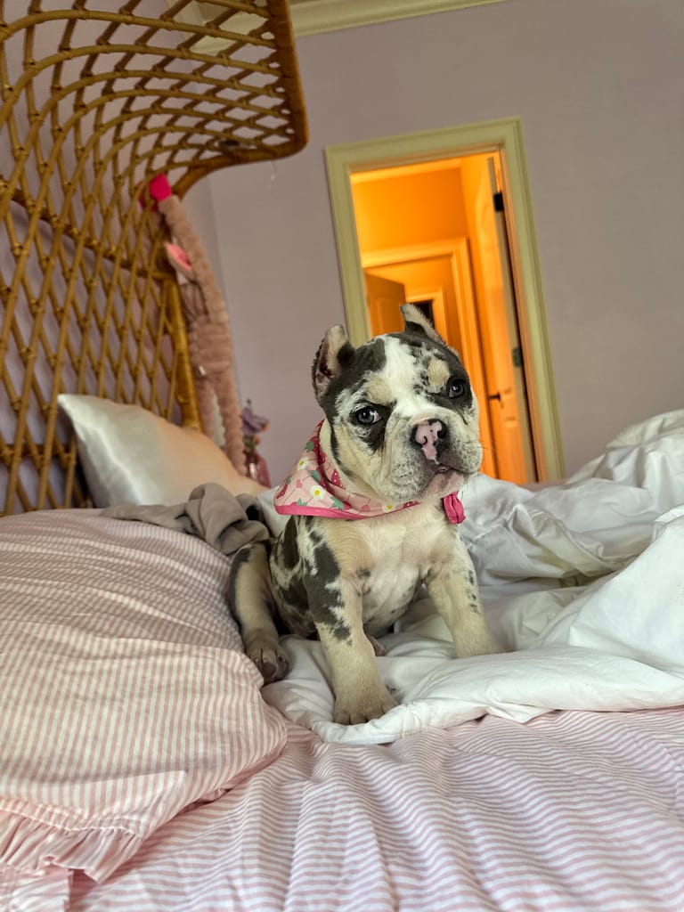 Winnie the tri merle micro bully relaxing on the family’s bed in her little shirt, showing her calm temperament and how quickly she settled into her new home.