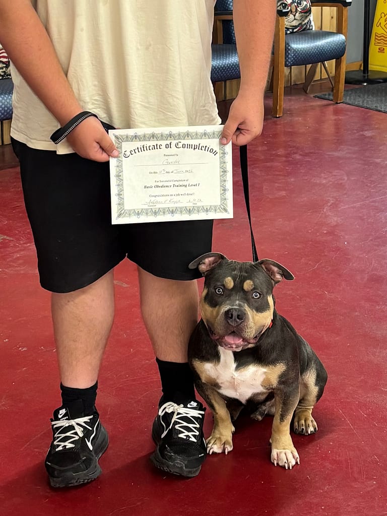 Blue Tri Pocket Bully named Gunder proudly posing with his advanced training certificate at eight months old, produced by Southeast Bully Kennels.