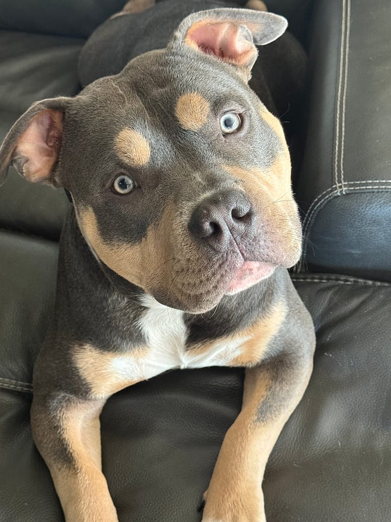 Blue Tri Pocket Bully Gunder relaxing on the couch at home in St. Louis, loved and spoiled by his owners Portia and Jason.