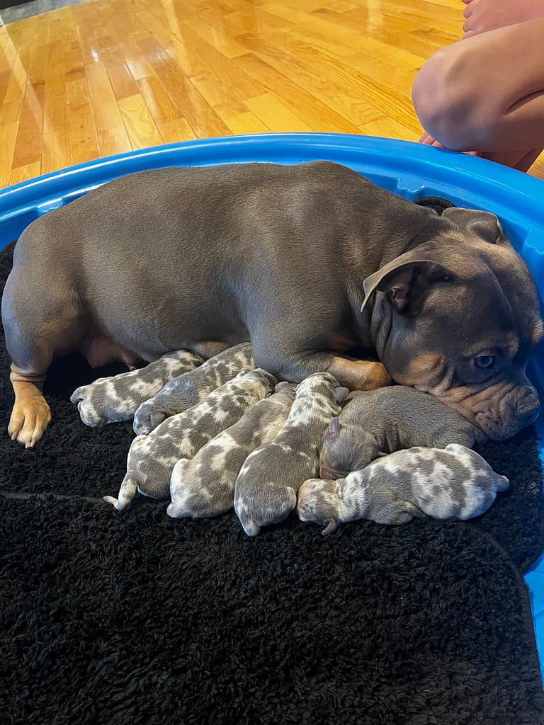 Reesie a blue tri pocket female laying beside her tri merle pocket bully puppies