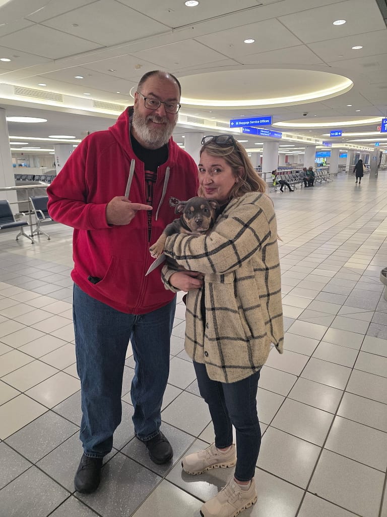 Portia and Jason in the St. Louis airport baggage claim receiving their Pocket Bully puppy from Southeast Bully Kennels’ in‑house nanny, Veronica.