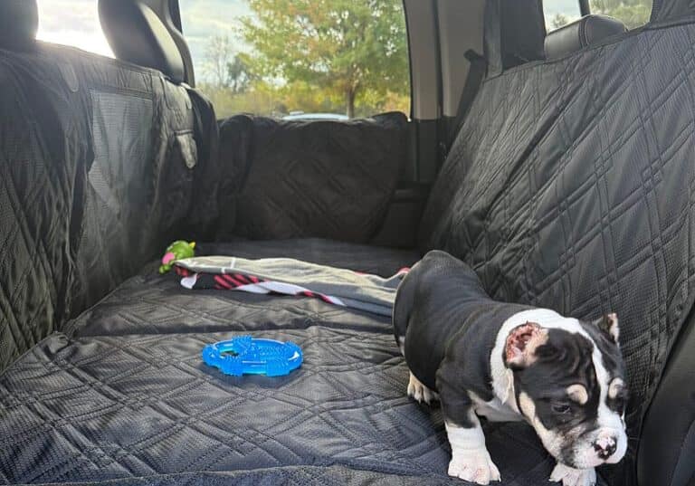 American Bully Puppy in backseat of truck enjoying the surfcabin surroundings.