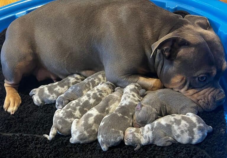 Reesie a blue tri pocket female laying beside her tri merle pocket bully puppies