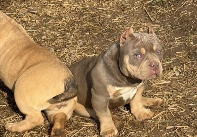 Amazing Pets for Children's Development