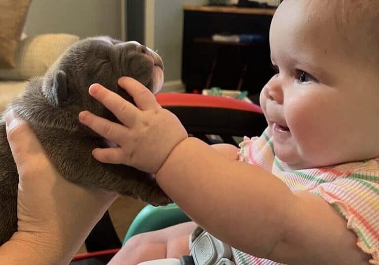 New Puppy, comprehensive guide