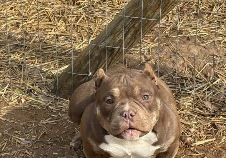 Your Trusted Pocket Bully Breeder