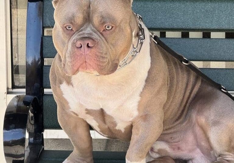 Unique American Bully