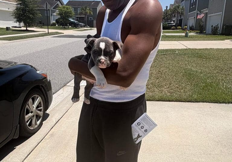 Micro Bully Puppy Delivered to Charleston arriving trained and confident at the family’s doorstep.
