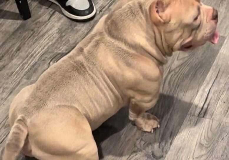 Fawn colored extreme build american bully stud named Menace with his family in Seattle, Washington