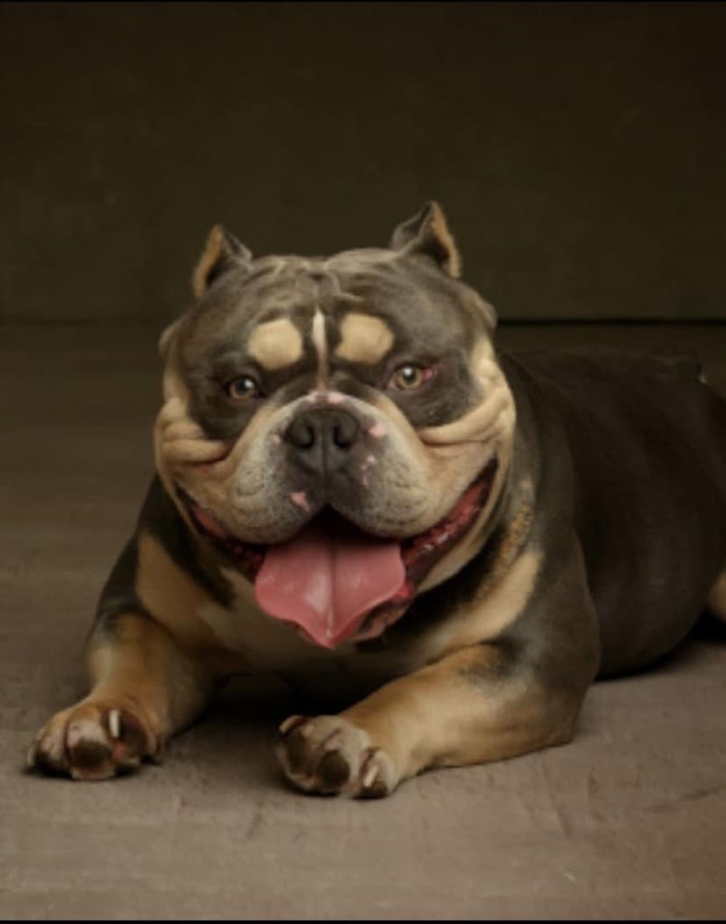 dogs teeth health