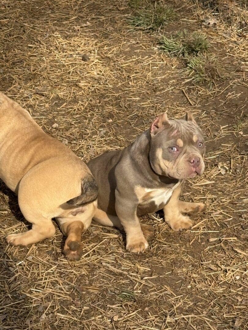 Amazing Pets for Children's Development