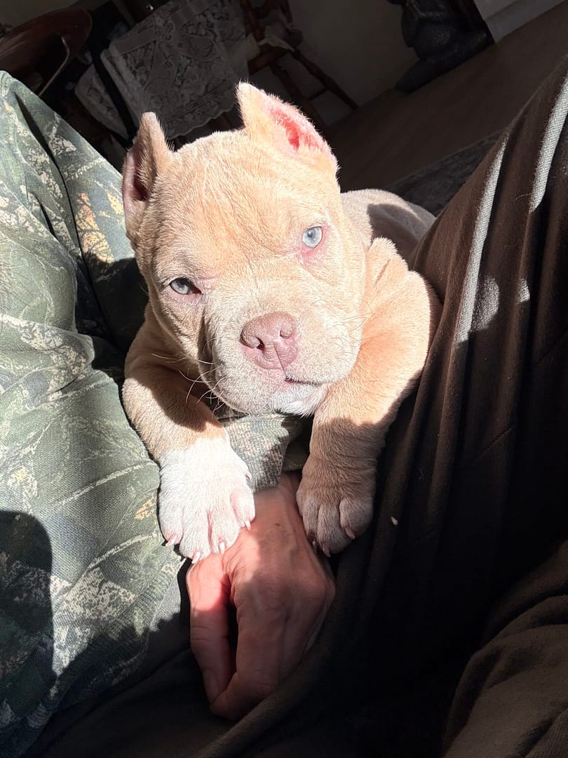 Neo, a champagne pocket bully with a red nose and green eyes in Massachusetts from Southeast Bully Kennels