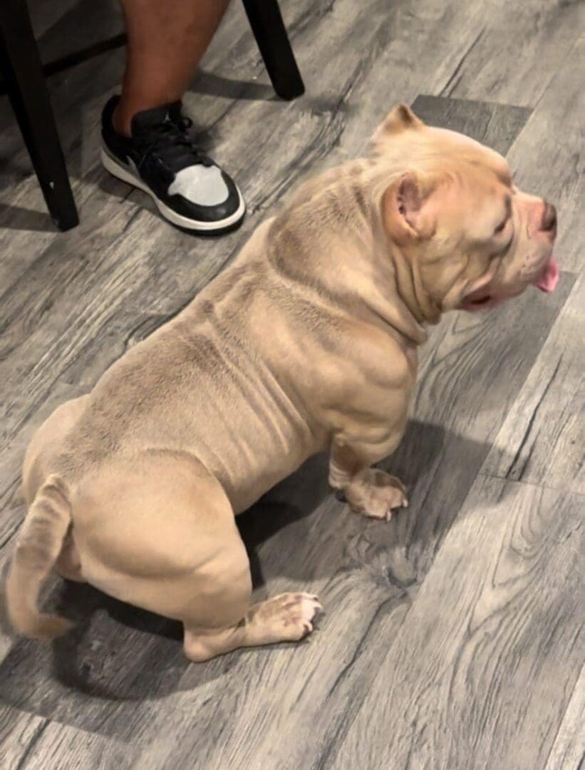 Fawn colored extreme build american bully stud named Menace with his family in Seattle, Washington