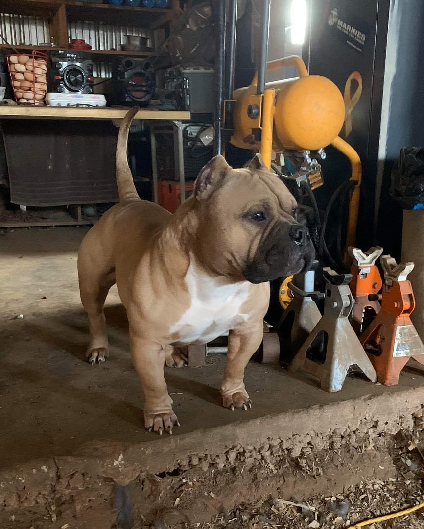 blue fawn extreme pocket american bully standing in the garage watching his owner work, produced by southeast bully kennels