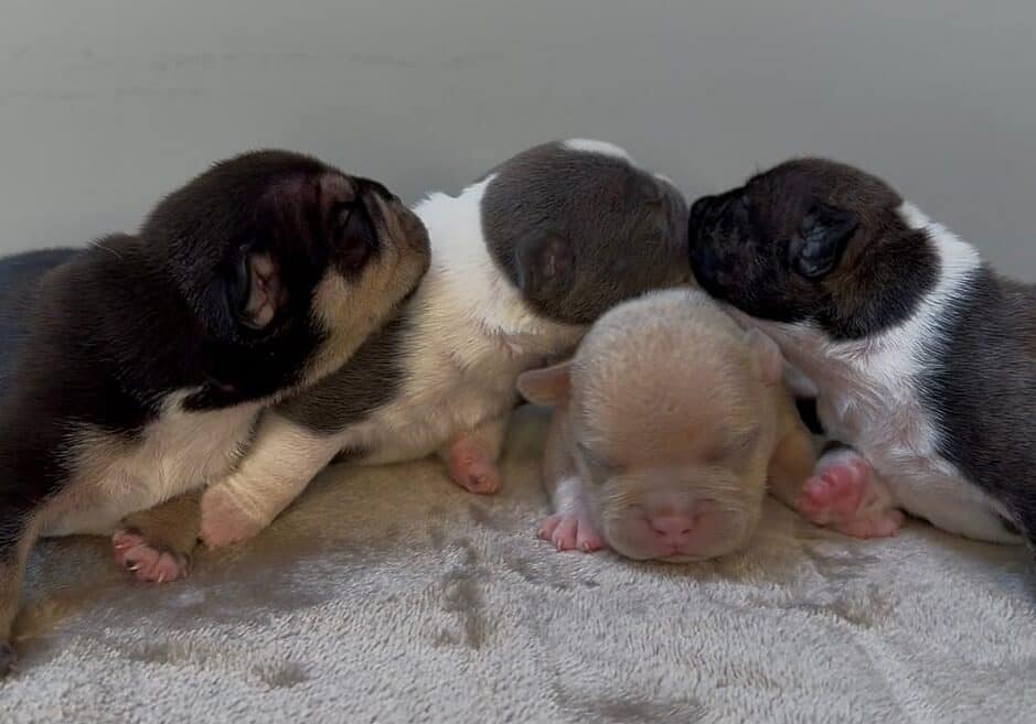 Four 1‑week‑old Micro Bully puppies from the Bad Daddy x Blonde Bombshell litter resting together.