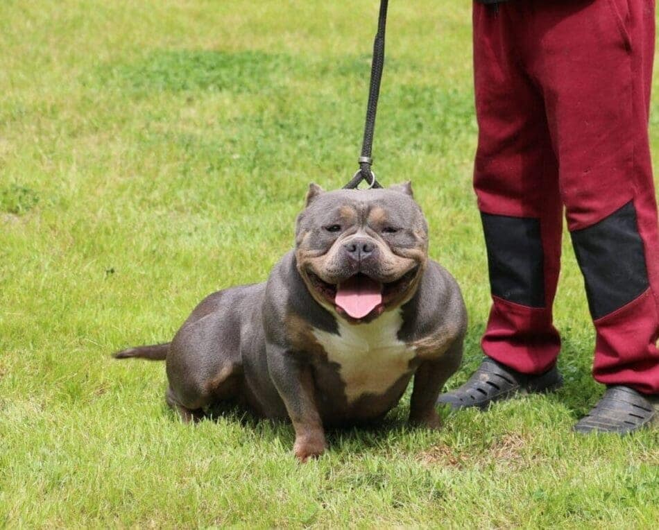 Blue tri female pocket American bully on a leash by a kid in the grass