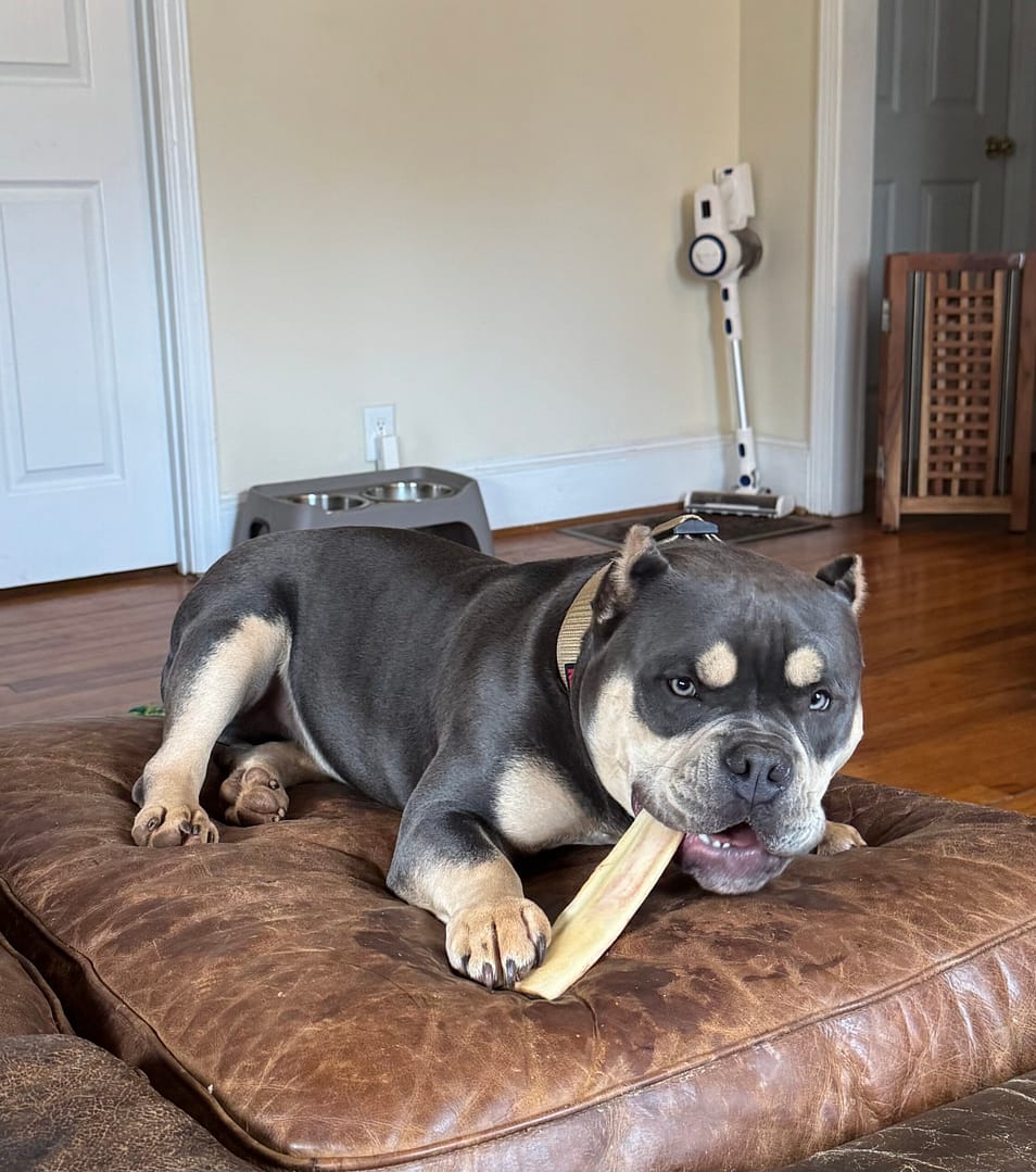 extreme pocket american bully male on a couch chewing a bone, produced by southeast bully kennels