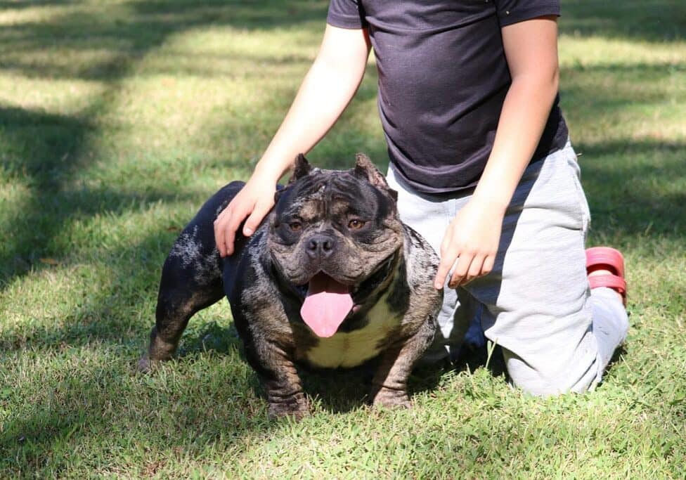 Phenom, a black merle Pocket American Bully from Southeast Bully Kennels' 10th generation breeding program, poses alongside his teenage trainer, displaying a strong bond, obedience, and excellent temperament.
