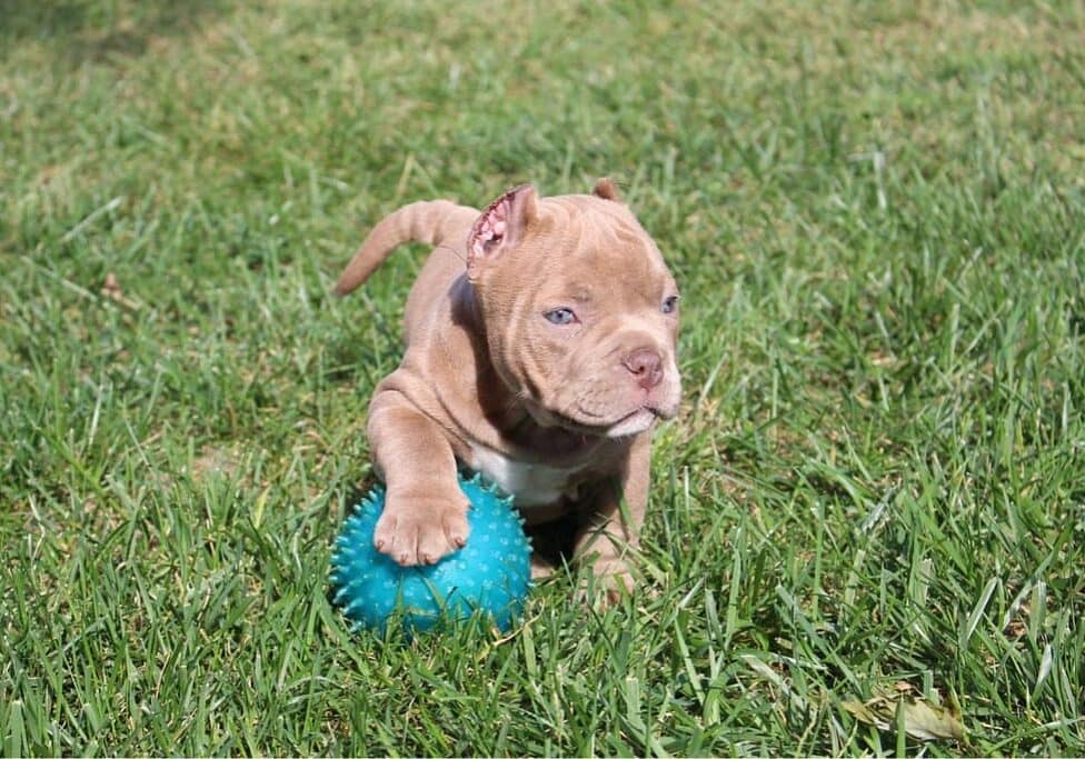 a trained micro bully puppy for sale in the yard playing with her favorite ball