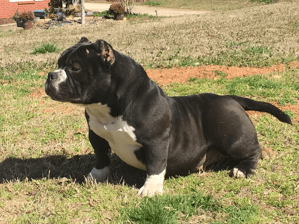 A black and white micro bully sitting on grass with its head turned to the side.