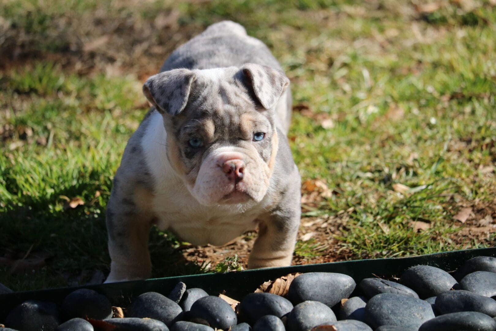 How to Create a Balanced Training Routine for Your Pocket Bully ...