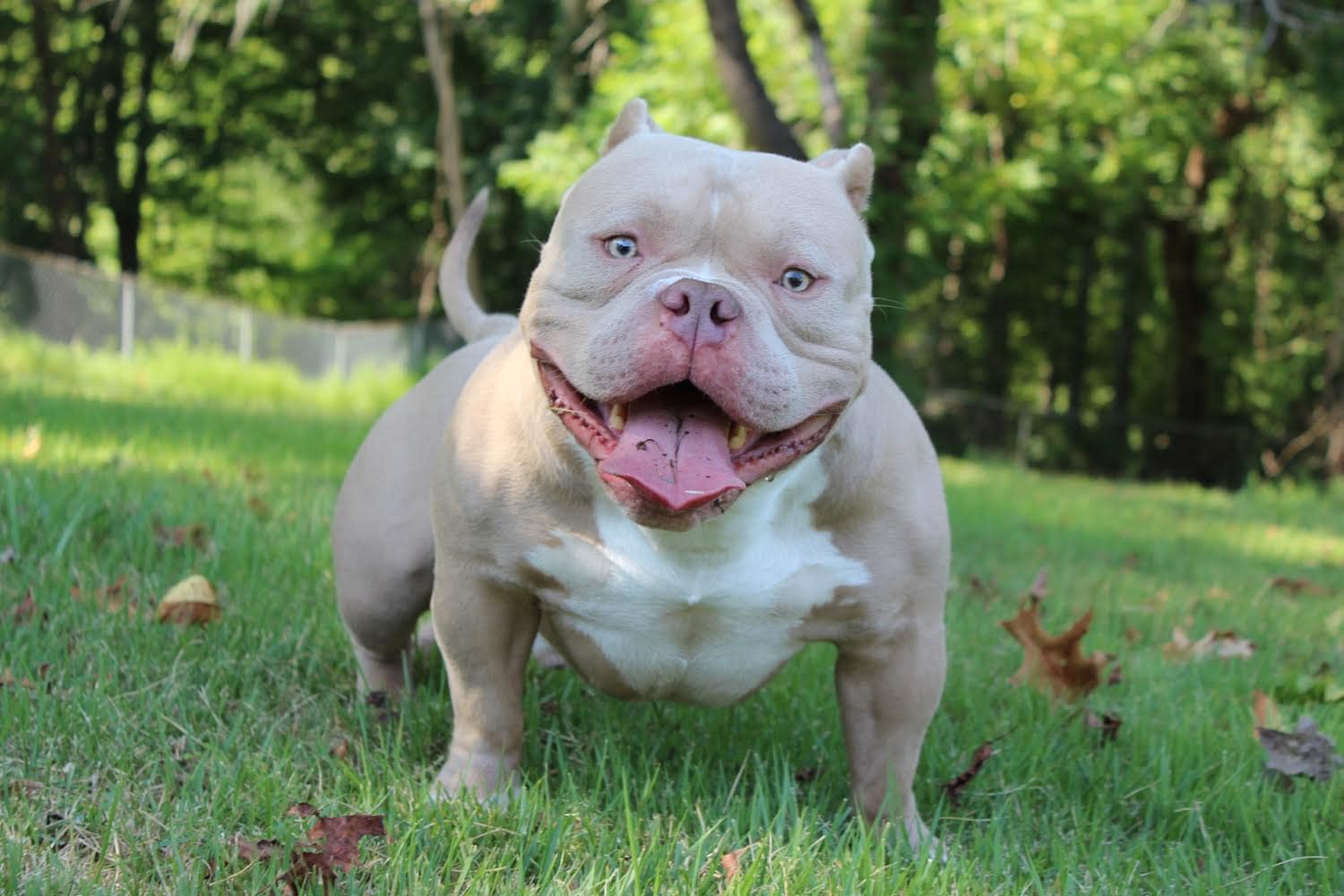champion pocket American bully for sale outside during the fall season