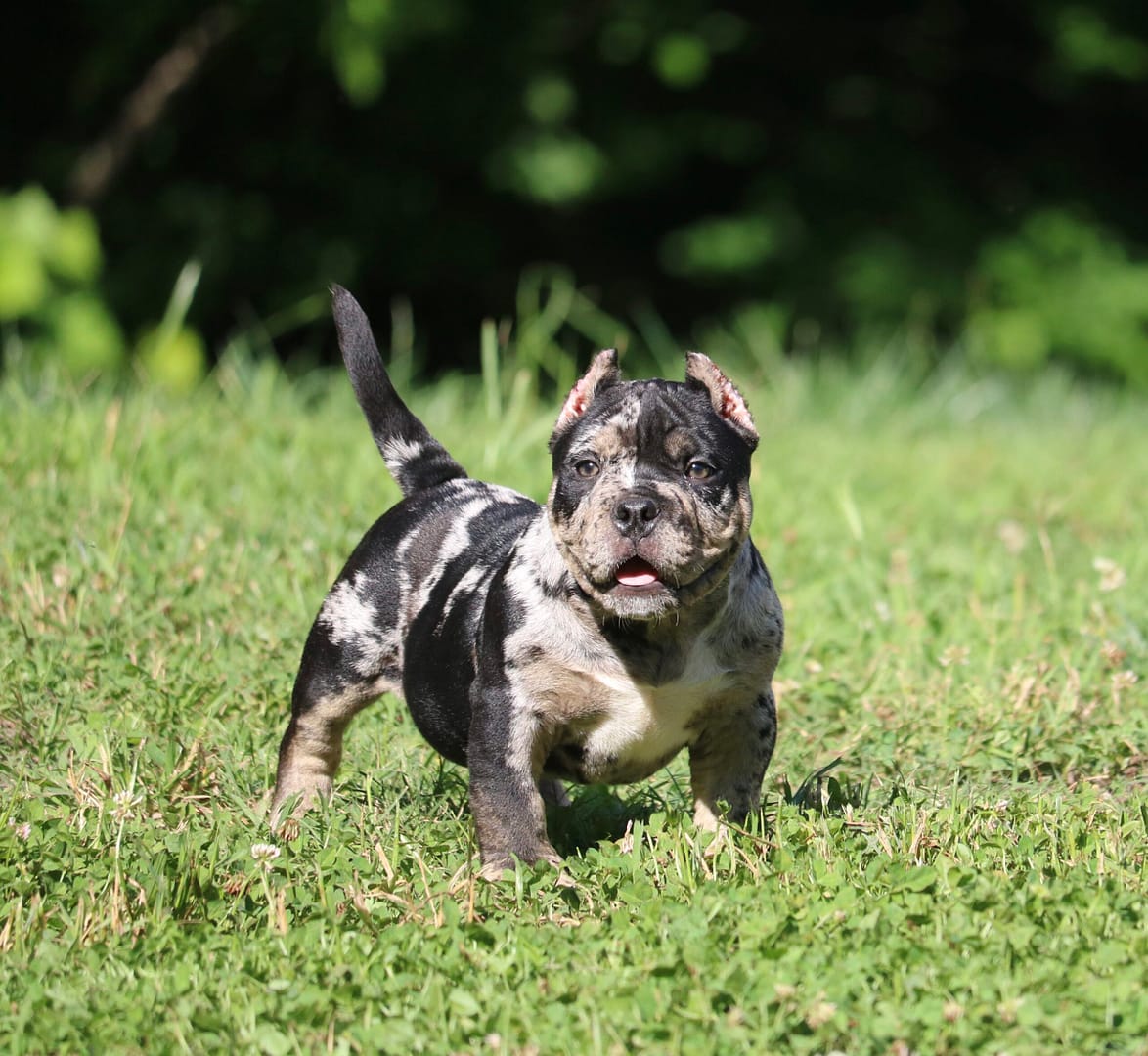 3-month-old half faced tr-merle American bully stud at southeast bully kennels