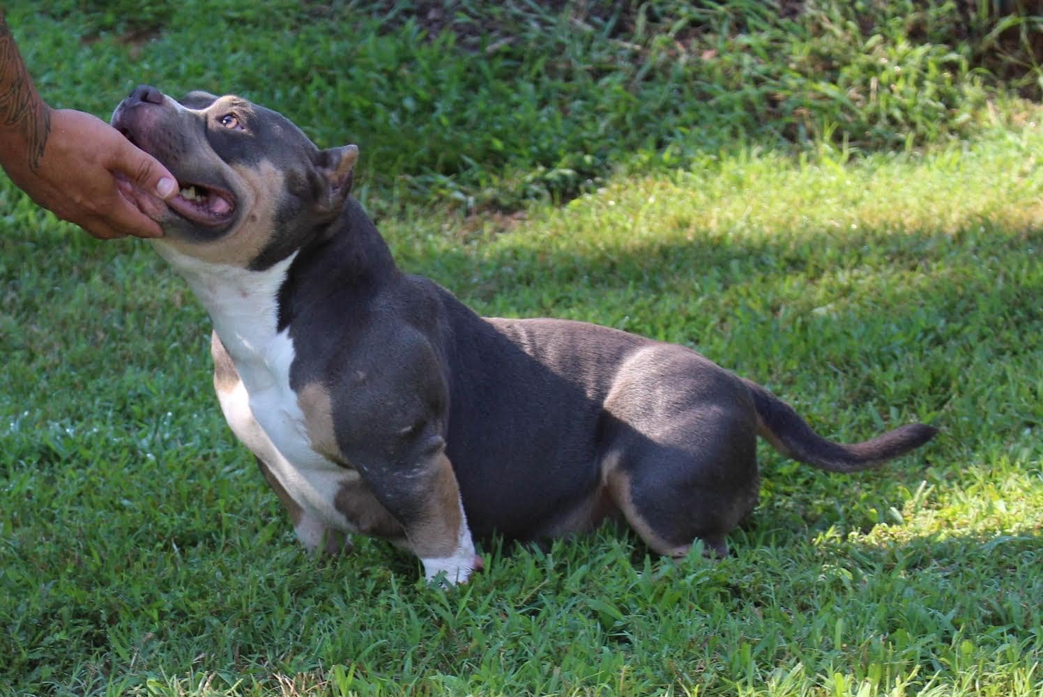 blue tri micro american bully showing off her perfect structure, produced and owned by southeast bully kennels