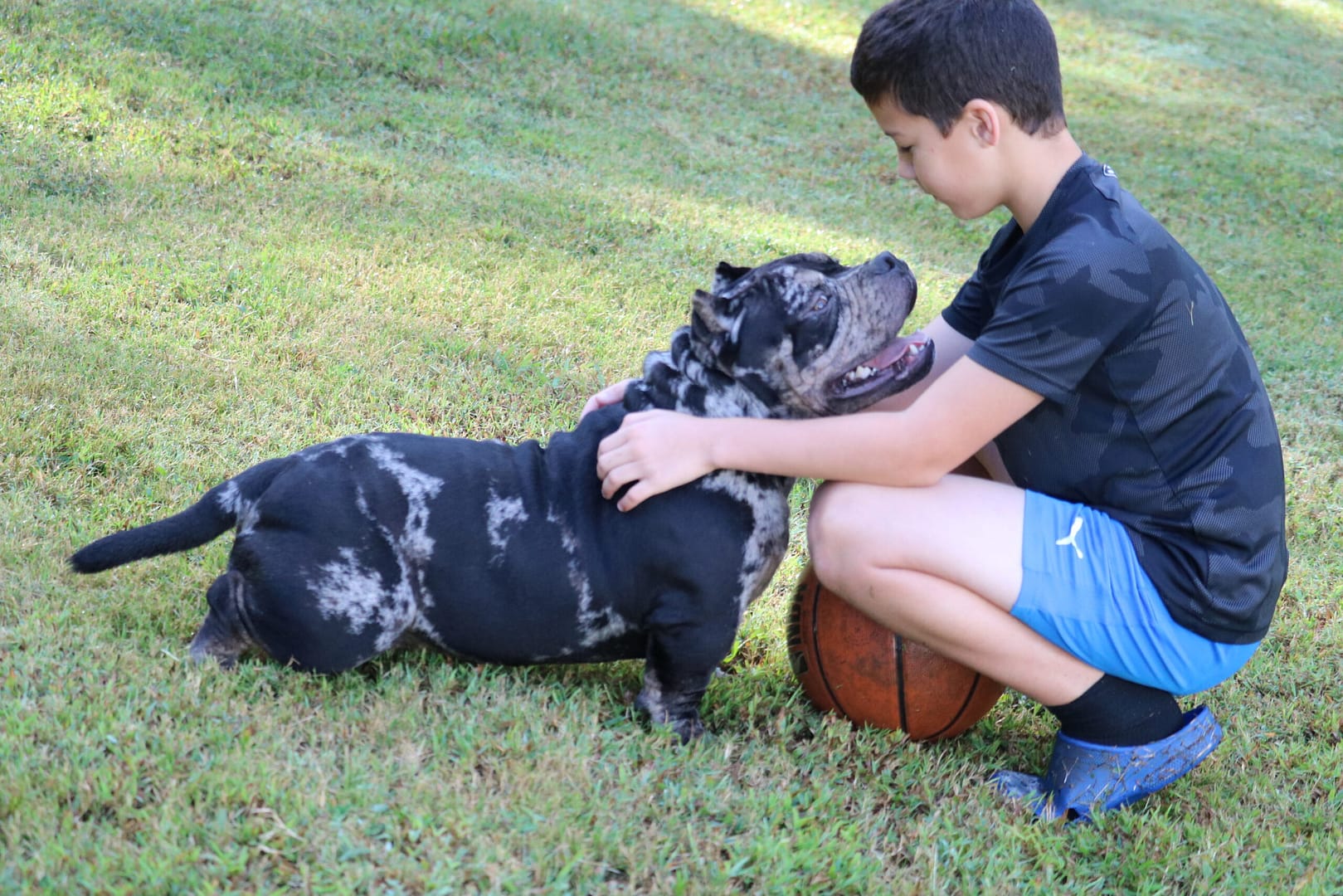 Merle American Bully showing calm body language during positive reinforcement training