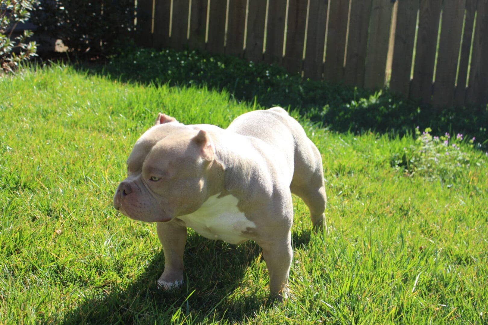 lilac male pocket bully for sale in the grass in front of a fence