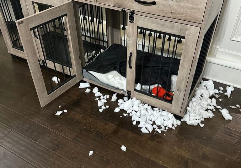 dogmattressdestroyed when leaving a mattress in your dog's crate goes bad