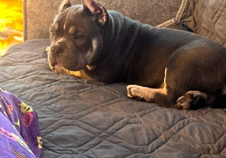 pocket bully puppy on couch looking at pee pad on floor