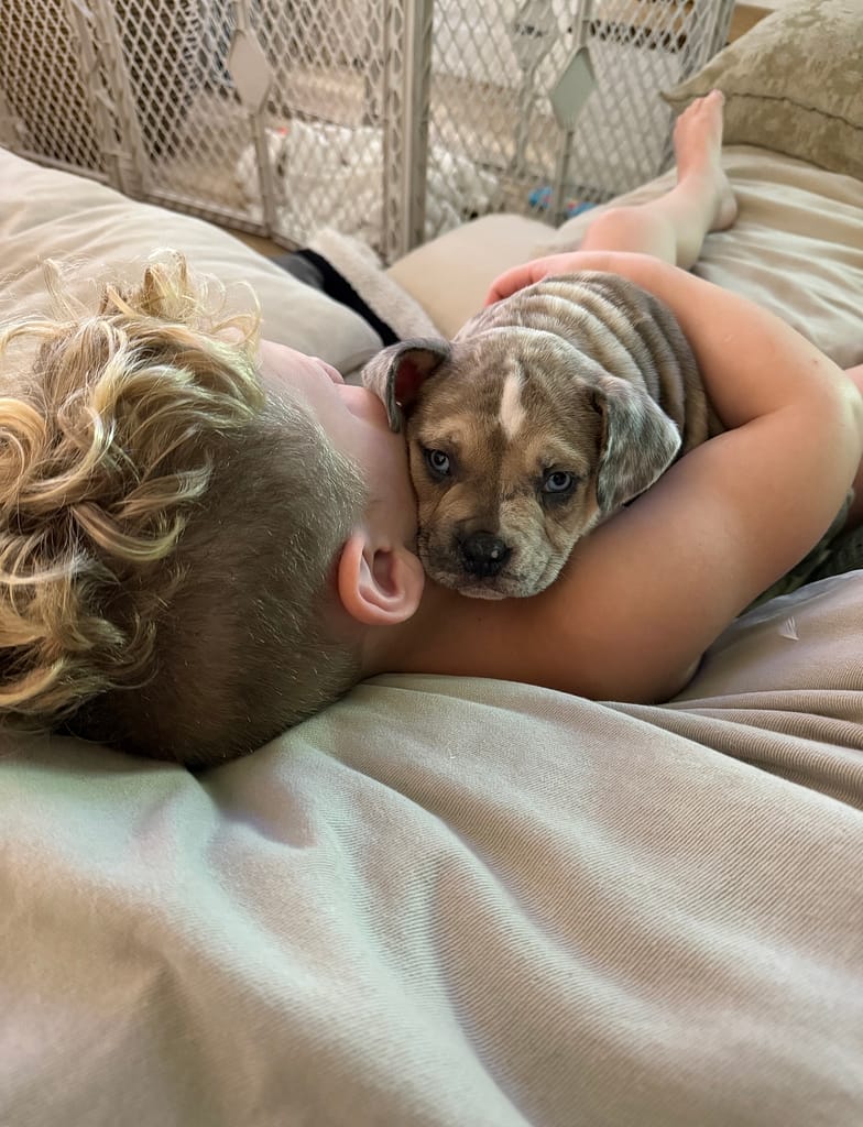 child hugging a pocket bully puppy on a couch above carpet