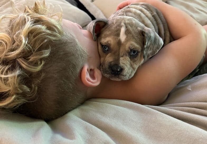 child hugging a pocket bully puppy on a couch above carpet