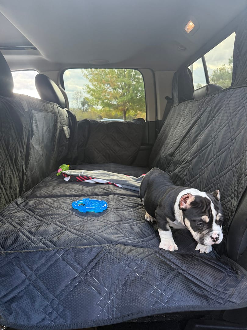 American Bully Puppy in backseat of truck enjoying the surfcabin surroundings.