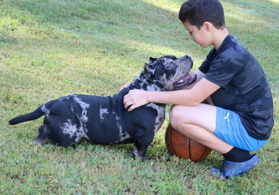 American Bully showing calm body language during positive reinforcement training
