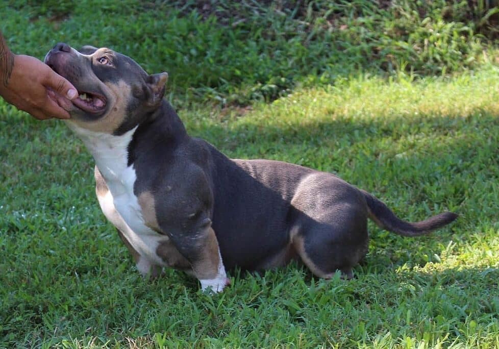 blue tri micro american bully showing off her perfect structure, produced and owned by southeast bully kennels