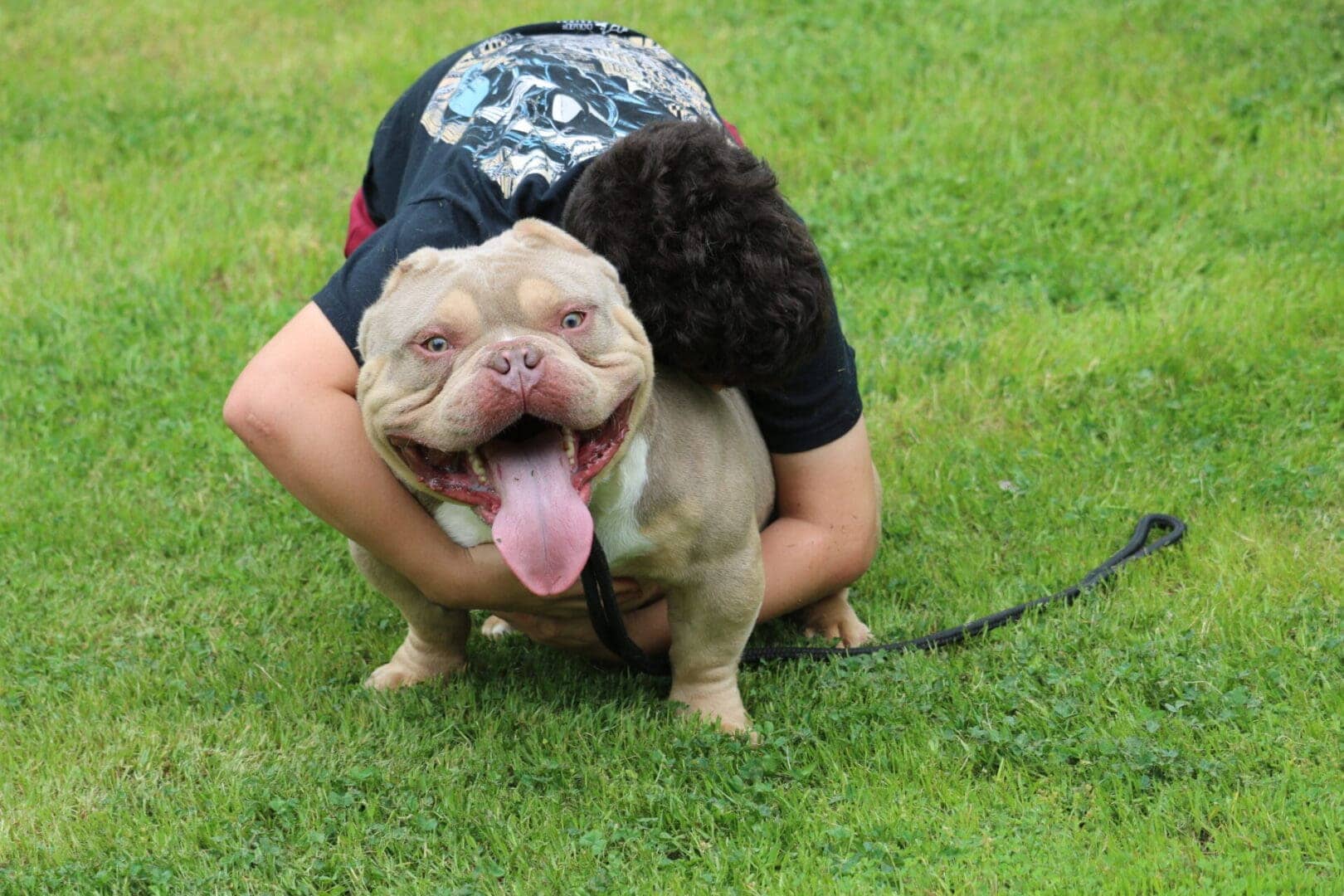 rednose_lilac_microbully lilac tri champion micro bully for sale at southeast bully kennels